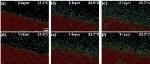 First Experimental Observation of Isostructural Solid-Solid Transition at Single-Particle Level