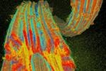 Researchers Develop Fiber to Adsorb Uranium from Seawater