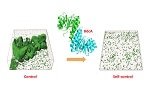 Engineered Biofilms to Prevent Biofouling of Reverse Osmosis Membranes