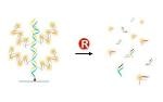 Penn State Researchers Use Biocompatible Techniques to Reverse DNA-Based Nanomaterials