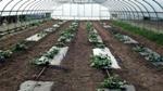 Biofabric Better than Bioplastic for Certain Vegetable Production