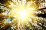 New Step Towards Artificial Photosynthesis