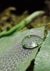 Researchers Develop Artificial Water-Repellent Materials with Switchable Wetting Surface