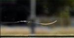 Innovative Plastic Material has Ability to Move Spontaneously in Visible Light