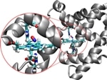 Computer Simulations Shed Light on Transient Structures in Proteins