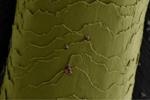 Malleable and Microscopic Building Blocks Developed to Aid Formation of Synthetic Materials