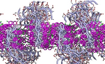 Researchers Develop Materials that Resemble Cell Membrane and its Properties