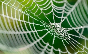Scientists Find Band Gaps in Spider Silk