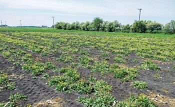 Dandelions Could be Used as Sustainable Source of Rubber in the U.S.