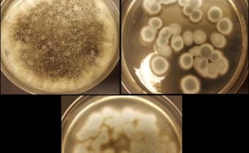 Fungi Used by Researchers to Extract Lithium and Cobalt from Waste Batteries