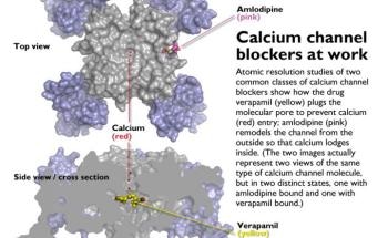 Atomic Level Analysis Showcases Functioning of Calcium Channel Blockers