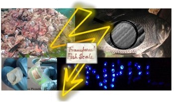 Fish Byproducts Recycled to Form Energy Harvester for Self-Powered Electronics