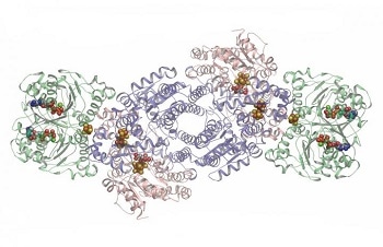 Researchers Study Bacterial Nitrogenase to Improve Industrial Production of Ammonia