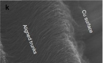 Gecko-Inspired Adhesive Withstands Extreme Temperatures