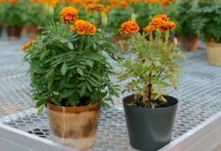 Bioplastic Plant Pots Get the Better of Petroleum-Based Plastic Pots