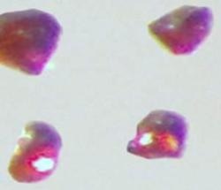 Researchers Successfully Create Intermetallic Double Salt Featuring Metal Anions
