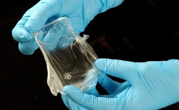 New Method Uses Predatory Bacterium to Extract Bioplastic Materials