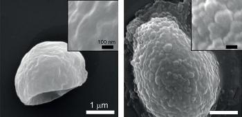Breakthrough Method to Grow Polymers from Surfaces of Living Cells
