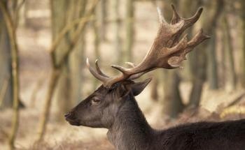 Toughness of Deer Antlers Inspires Next Generation of Damage-Resistant Composite Materials
