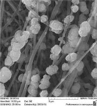 Scientists Develop New Vaterite-Based Coating for Bone Tissue Regeneration