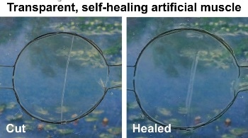 Scientists Create Transparent, Self-Healing, Highly Stretchable Conductive Material