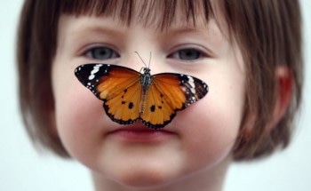 Discovery of Butterfly Wings Structure Could Improve Flying Capacity of Mechanical Objects