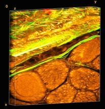 Biomedical Engineers Use Nature’s Weaving Formula to Mimic Complex Properties of Ingenious Materials