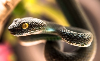 Researchers Develop Artificial Skin that can Sense Changes in Temperature Similar to Pit Viper