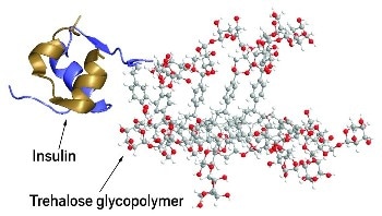 New Polymer Could Safeguard Protein Drugs from Heat and Mechanical Stress