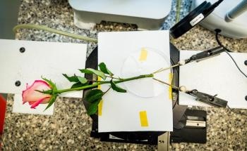 Analysis of In Vivo Polymerization and Creation of Supercapacitors in Plants
