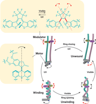 Light-Powered Molecular System Winds and Unwinds Polymer Chains