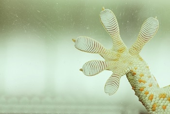 Gecko-Inspired Double-Sided Adhesive can Stick and Unstick to Surfaces in Wet Conditions