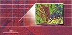 Oxford Instruments Increases EBSD Speed by an Order of Magnitude