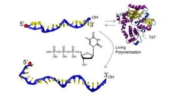 New Recipe for Using Oddball Enzyme to Simplify Production of Synthetic Biomaterials