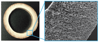 New Study Could Help Develop Advanced Materials by Mimicking Bamboo's Toughness and Lightness