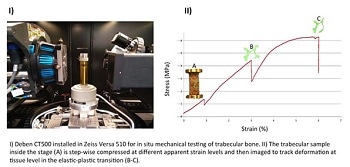 The Zeiss Global Centre in the School of Engineering at the University of Portsmouth Uses Deben µXCT Stages to Characterise the Structural Competence of Biological Structures