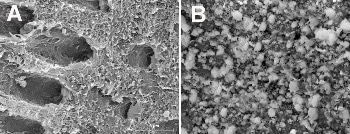 Researchers Develop Innovative Dental Biomaterials for Regenerating Dental Hard Tissues