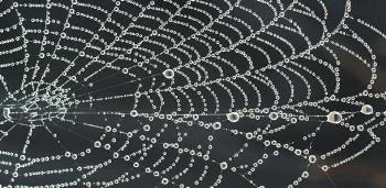 New Super Stretchy, Strong, and Sustainable Material with Features of Spider Silk