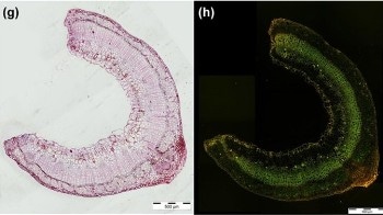 Analyzing Self-Repairing Tendency of Flax Plants for Developing Innovative Materials
