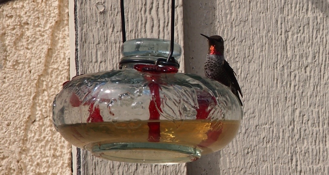 The Acoustic Camera: Noise of Hummingbirds