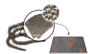 Brittle Starfish Inspire Creation of Tough Ceramics