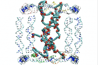 Researchers Chemically Imprint Polymer Particles with DNA Strands