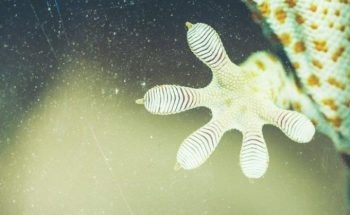 Innovative Multi-Layered Dry Adhesive to Enable Scaling of Walls like Geckos