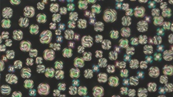 Researchers Discover and Analyze Complex Forms of Defects in Liquid Crystal Droplets