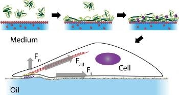 Cells Can 'Walk' On Liquids Quite Like Geckos