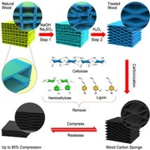 UMD Engineers Develop Wood Carbon Sponge for Use in Different Applications
