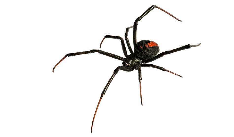 Bio-Inspired Robot Insects