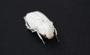 Cyphochilus Beetle-Inspired, Cellulose-Based Ultra-White Coating