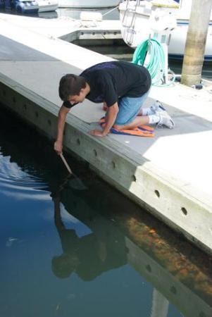 NIST Researchers Use Invasive Exotic Marine Pest to Design New Composites
