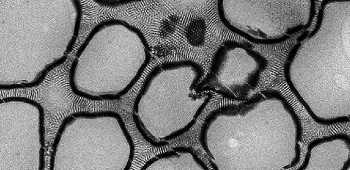 Artificial Hierarchical Porous Materials for Selective Extraction of Materials